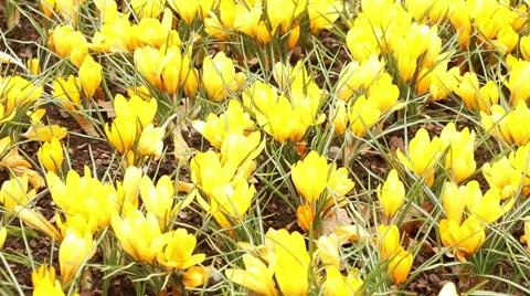 Crocus yellow flowers in full bloom spring nature footage Stock Footage 50979232