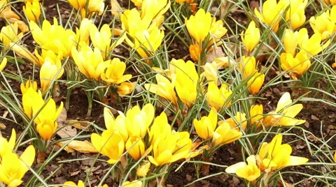 Crocus yellow flowers in full bloom spring nature footage Stock Footage 50979267