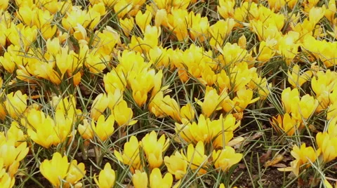 Crocus yellow flowers in full bloom spring nature footage Stock Footage 50979429