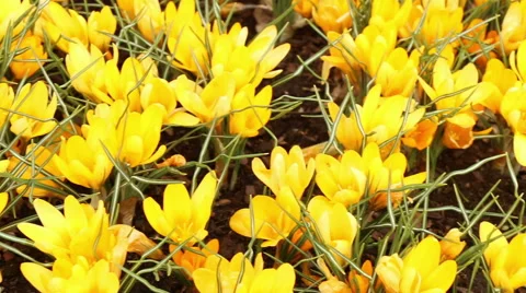 Crocus yellow flowers in full bloom spring nature footage Stock Footage 50979954