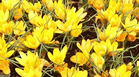 Crocus yellow flowers in full bloom spring nature footage Stock Footage 50980050