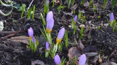 Crocus yellow timelapse Stock Footage 60449932