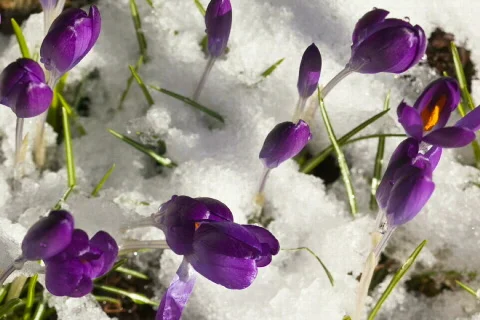 Crocuses 1 HD 25fps Stock Footage 420016