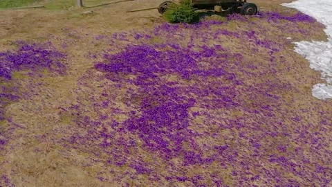Crocuses 360 - snowy flowers of spring Stock Footage 170574496