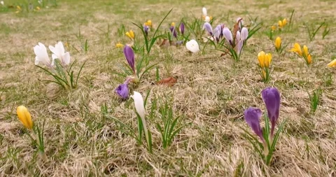 Crocuses and snowdrops are the first flowers in spring Stock Footage 274094003