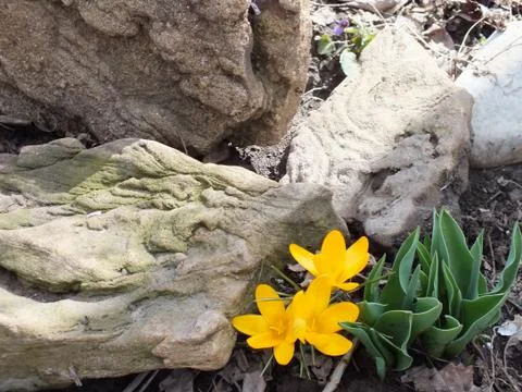 Crocuses and stones Stock Photos