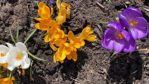 Crocuses are the first spring flowers Stock Footage 179115299