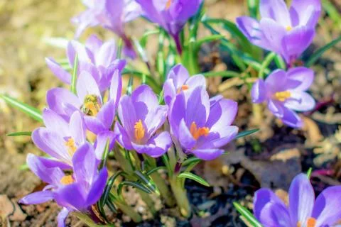 Crocuses are the very first spring flowers in the sunlight on the lawn. Stock Photos