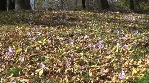 Crocuses in autumn 動画素材 334857414