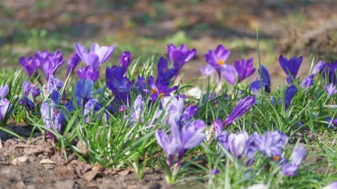 Crocuses in bloom in early spring in 4k slow motion 60fps Stock Footage 153310535