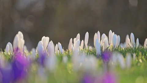 Crocuses bloom on grassy field, sunlight glistens and wind whispers through Stock Footage 297900590