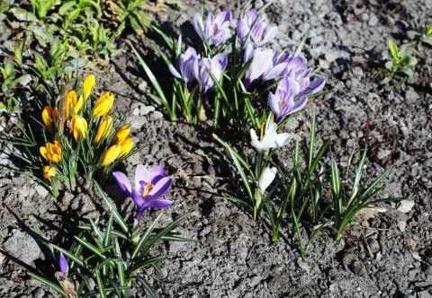 Crocuses bloom in the meadow Foto stock