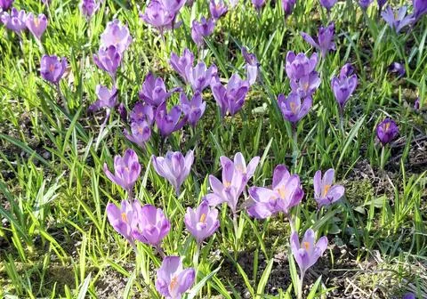 Crocuses bloom in the spring in Romania Foto stock