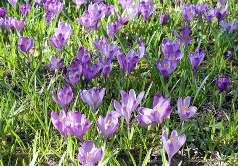 Crocuses bloom in the spring in Romania Stock Photos