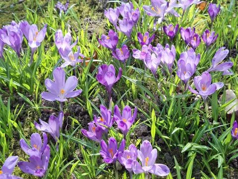 Crocuses bloom in the spring in Romania Stock Photos