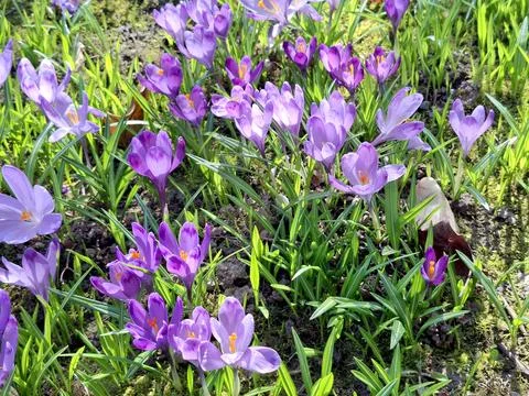 Crocuses bloom in the spring in Romania Fotos de archivo