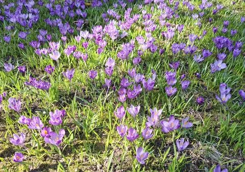 Crocuses bloom in the spring in Romania Фото