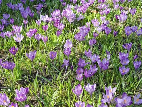 Crocuses bloom in the spring in Romania Stock Photos