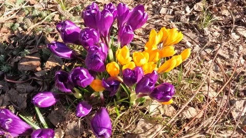 Crocuses bloom timelapse Stock Footage 237764124