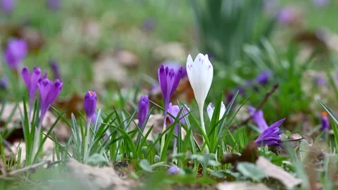 Crocuses bloomed on the ground,in spring, beautiful crocus flowers bloom Stock Footage 285552241