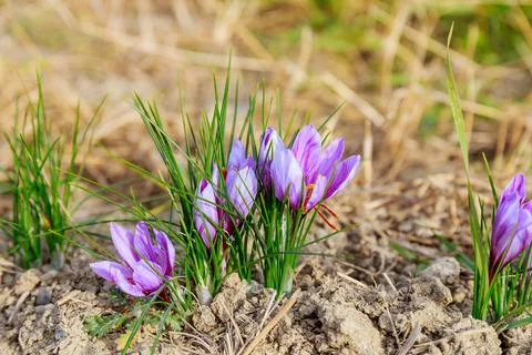 Crocuses bloomed in heaps on the saffron field. Stock Photos