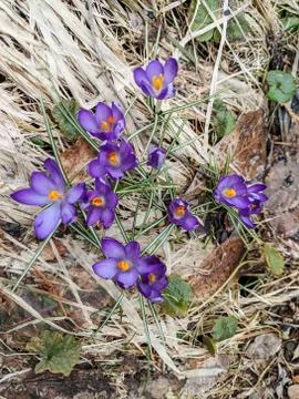 Crocuses Blooming in Springtime Foto stock