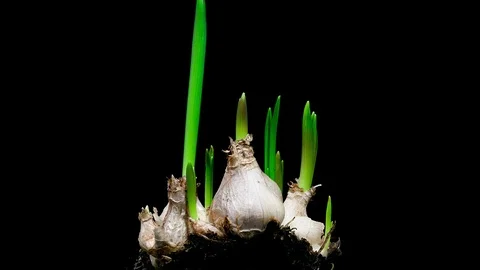 Crocuses bulbs sprouting and growing timelapse Stock Footage 109135076