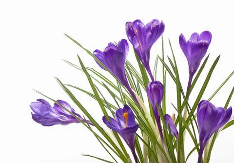 Crocuses. Crocus flower in the spring isolated on white Stock Photos