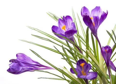 Crocuses. Crocus flower in the spring isolated on white Stock Photos