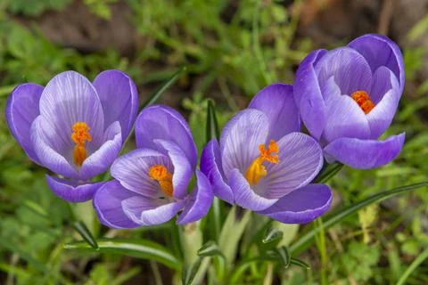 Crocuses-Crocus sativus. Stock Photos