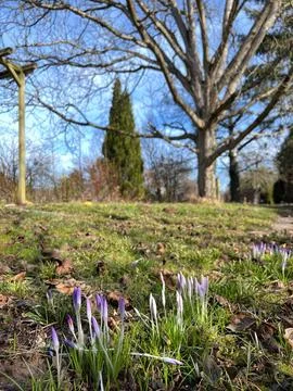 Crocuses in early spring in the garden Stock Photos