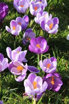 Crocuses on a field Stock Photos