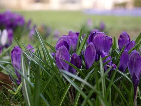 Crocuses in a field in spring 스톡 사진