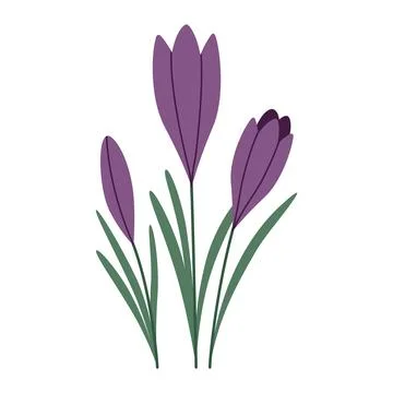 Crocuses, first spring flowers, cartoon style. Trendy modern vector illustration Stock Illustration