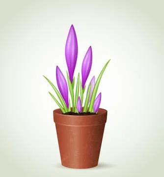 Crocuses in flower pot Stock Illustration