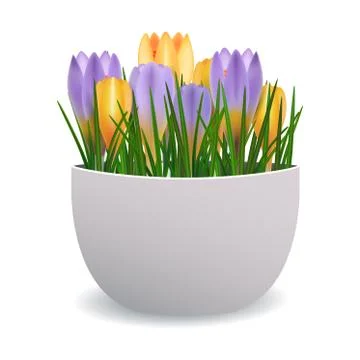 Crocuses in flowerpot. Stock Illustration