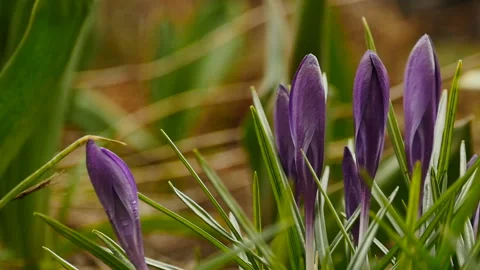 Crocuses flowers close-up Stock Footage 173275976
