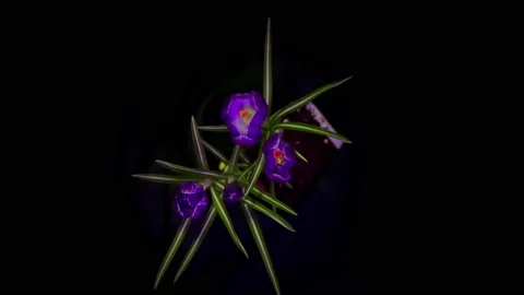 Crocuses flowers opening Stock Footage 236196548