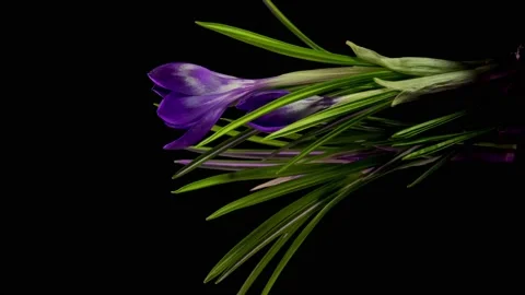 Crocuses flowers opening Stock Footage 236196562