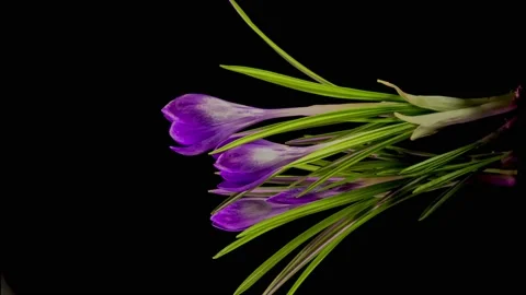 Crocuses flowers opening Stock Footage 236196571