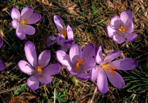 Crocuses flowers Stock Photos
