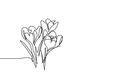 Crocuses flowers single line animated illustration. One continuous self drawing Stock Footage 301801822