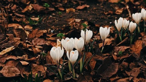 Crocuses flowers in springtime Stock Footage 87680773