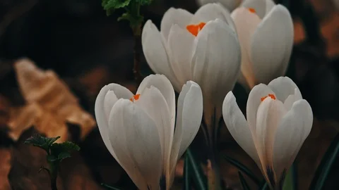 Crocuses flowers in springtime Vídeos de archivo 87680815