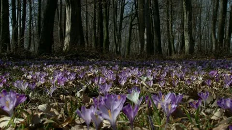 Crocuses Stock-Footage 11632609