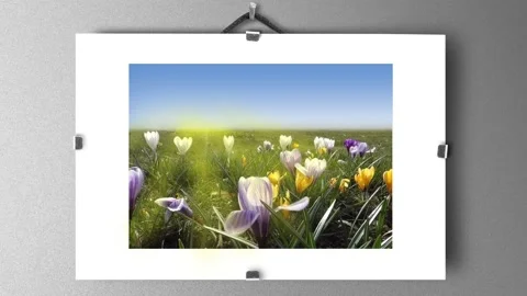 Crocuses Stock Footage 151749519