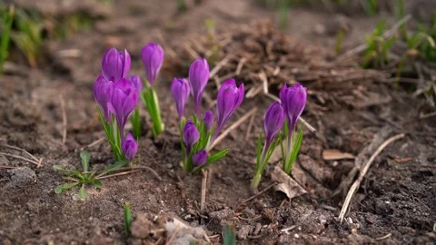 Crocuses Stock Footage 153284587