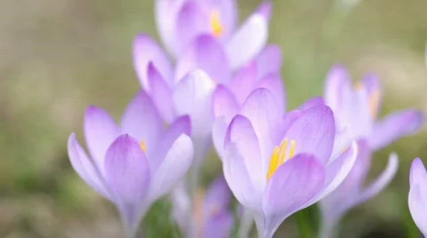 Crocuses in garden Stock Footage 771575