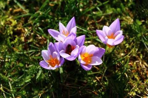 Crocuses in the garden Stock Photos