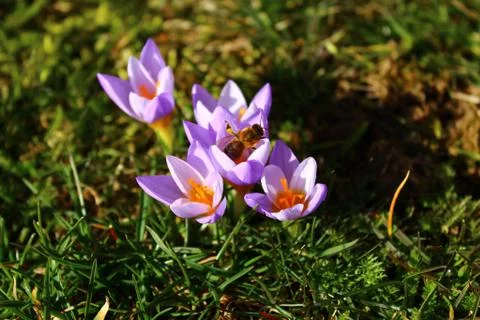 Crocuses in the garden Stock Photos